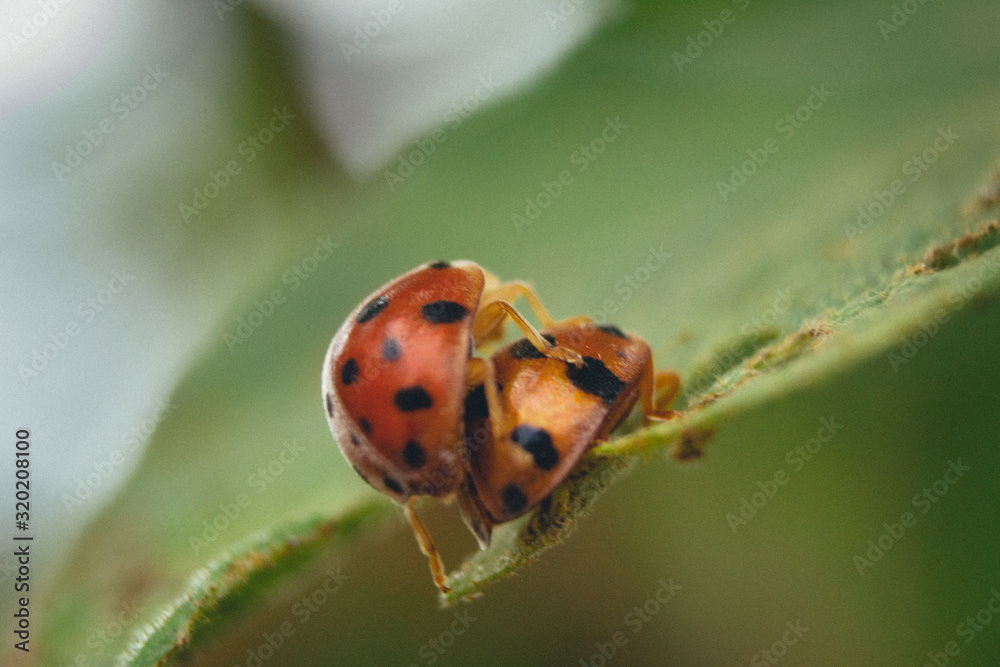 rare picture of a ladybugs couple making love on green leaf rare picture of a ladybugs couple making love on green leaf