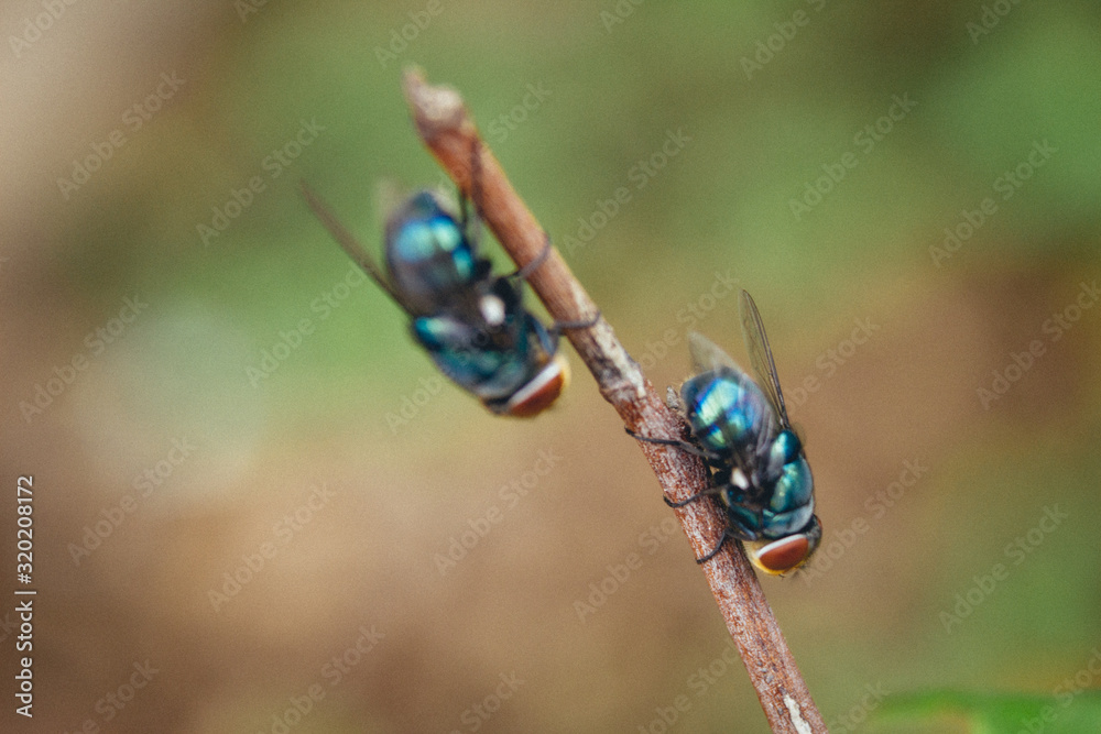Close up of housefly hanging out on tree trunk Close up of housefly hanging out on tree trunk