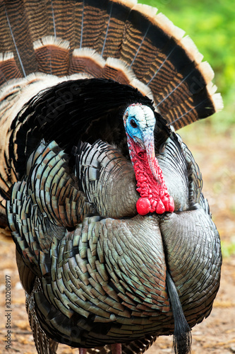 Wild Rio Grande Turkey photo