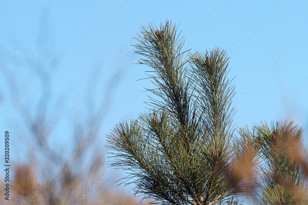 pine branch with blue sky