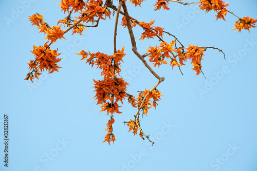 Butea Monosperma or palash flower of southeast asia from nature. Plaso monosperma, Butea frondosa, Erythrina monosperma.