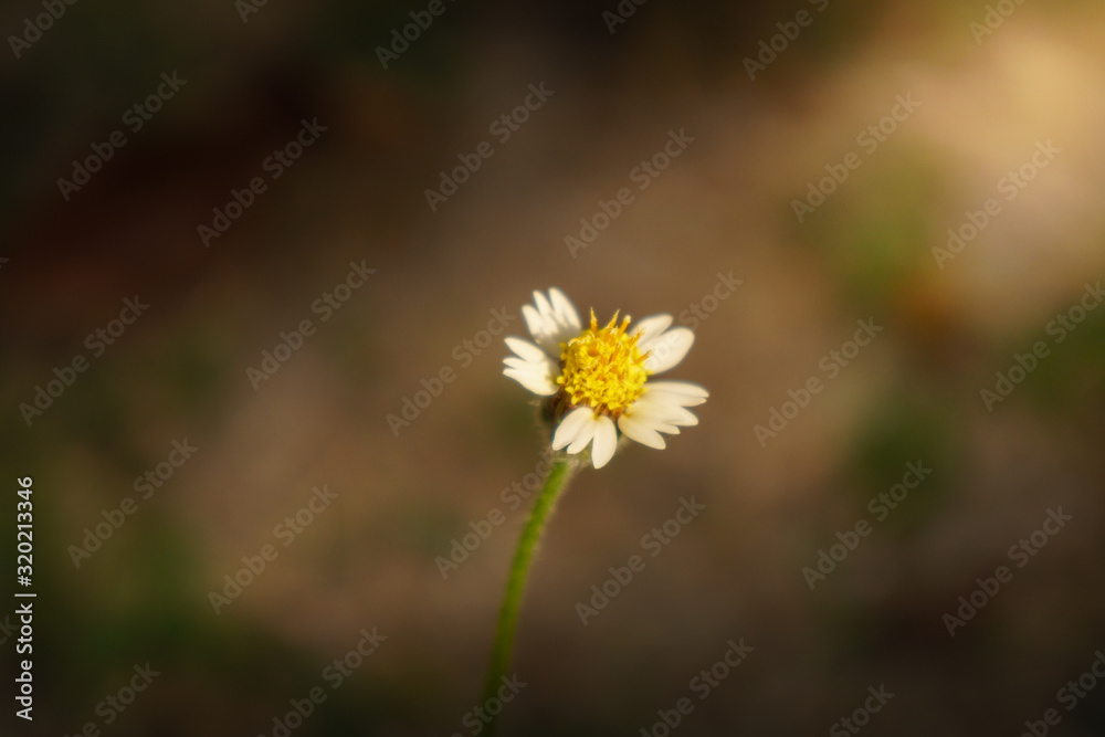 floral summer spring background conceptual. close up on flowers against blurry background. focusing on flowers. soft focus. free copy space. colourful artisitic images floral summer spring background conceptual. close up on flowers against blurry background. focusing on flowers. soft focus. free copy space. colourful artisitic images