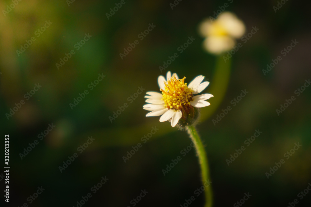 floral summer spring background conceptual. close up on flowers against blurry background. focusing on flowers. soft focus. free copy space. colourful artisitic images floral summer spring background conceptual. close up on flowers against blurry background. focusing on flowers. soft focus. free copy space. colourful artisitic images