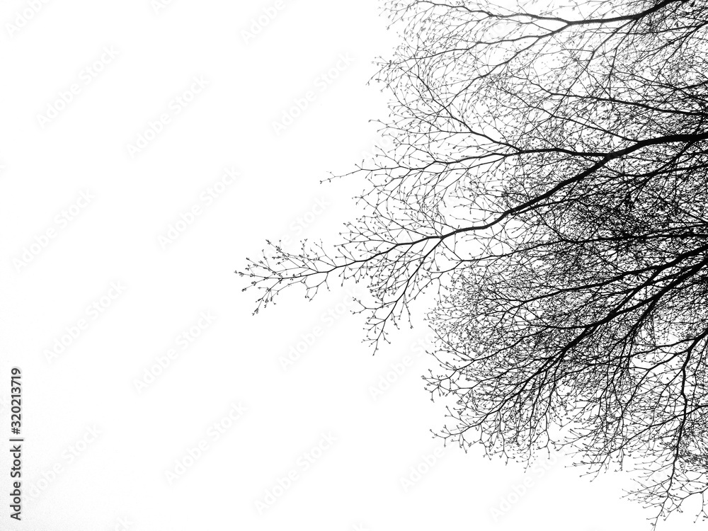 tree branches after died tree with white sky background tree branches after died tree with white sky background