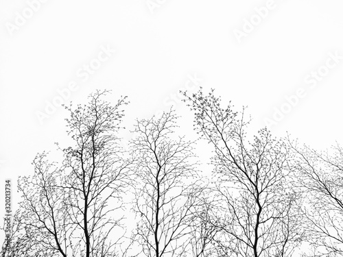 tree branches after died tree with white sky background
