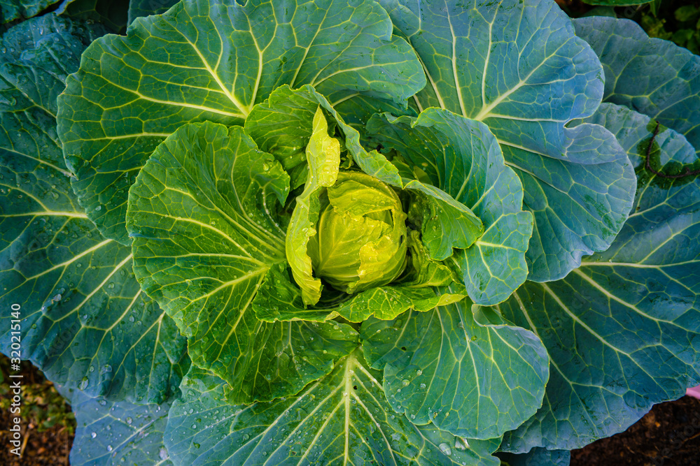 Obraz premium Green organic cabbage vegetable head with leaf