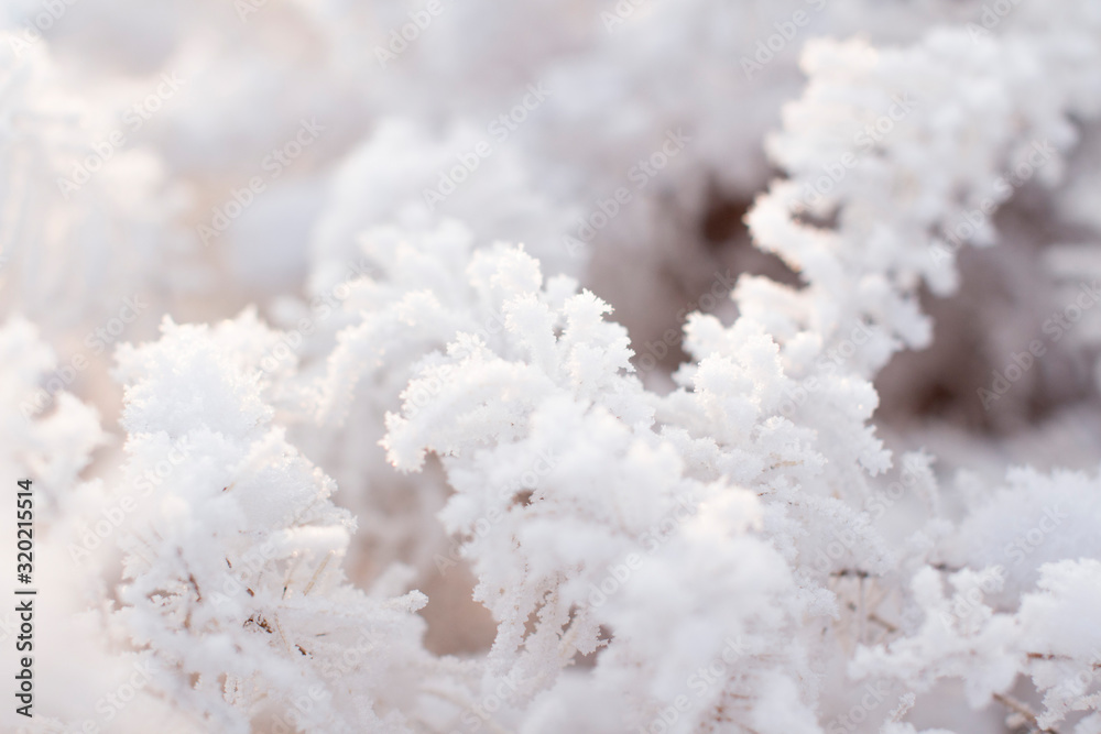 frozen winter forest