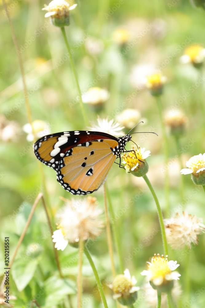 A beautiful butterfly in the garden A beautiful butterfly in the garden