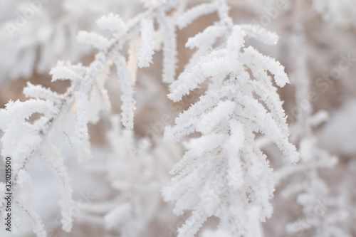 frozen winter forest © MashaB