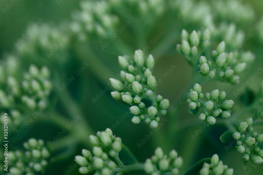 Blurred natural green background. Blurred texture of green inflorescences Hylotelephium spectabile. Background of green small buds. Close-up, cropped shot, horizontal. The concept of the beauty of nat Blurred natural green background. Blurred texture of green inflorescences Hylotelephium spectabile. Background of green small buds. Close-up, cropped shot, horizontal. The concept of the beauty of nat