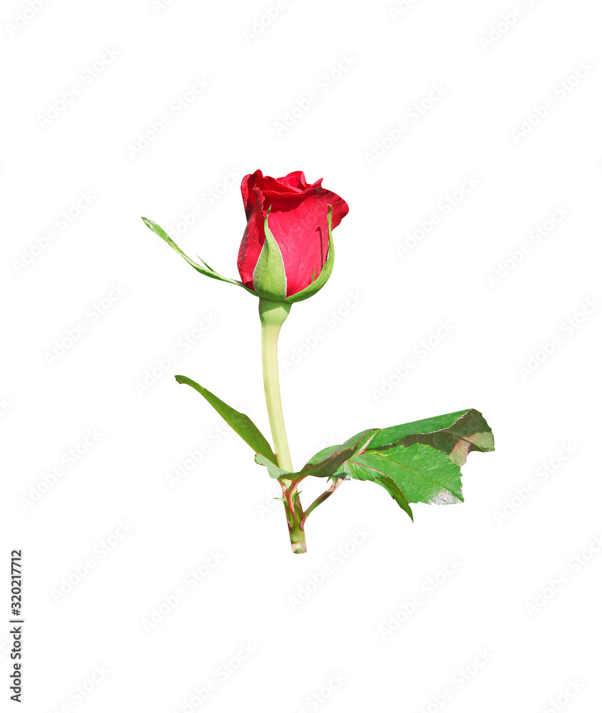 Red rose flower bud with light wind and green stem leaves isolated on white background and clipping path Red rose flower bud with light wind and green stem leaves isolated on white background and clipping path