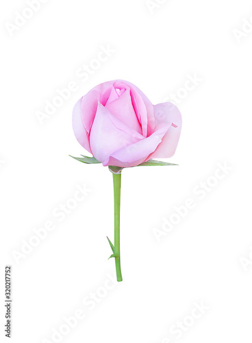 Fresh pink rose flower bud begins blossom isolated on white background and clipping path
