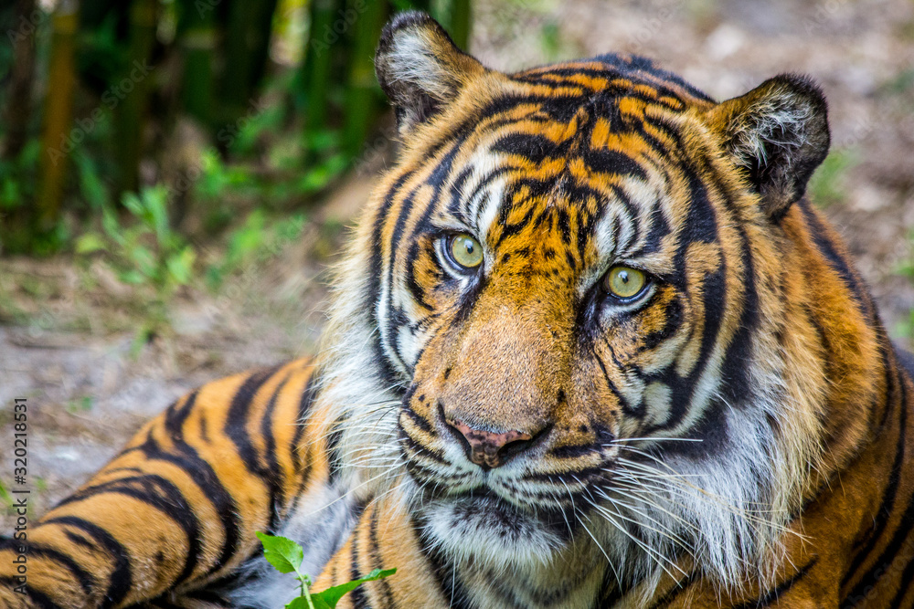 Fototapeta premium Malaysian tiger