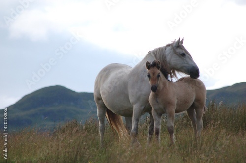 Obraz na plátně highland ponies ON FIELD AGAINST SKY