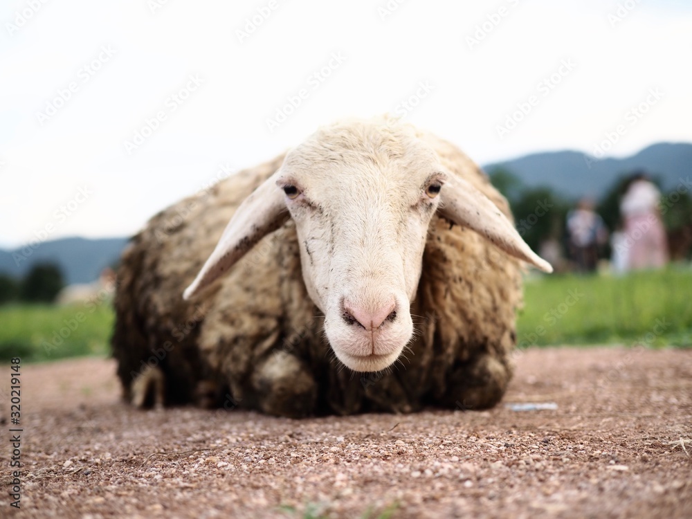 A dirty wool sheep is eating grass in a green lawn. A dirty wool sheep is eating grass in a green lawn.