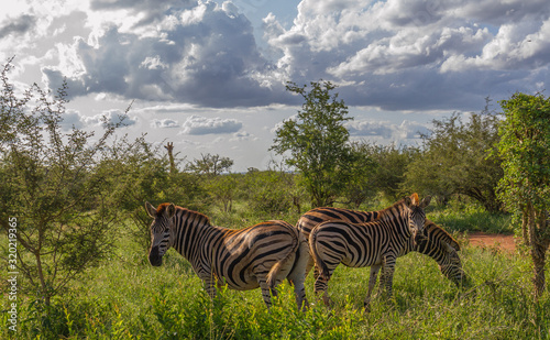 Three zebras isolated in the later afternoon sunlight on the African savanna image in horizontal format