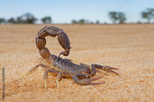 Granulated thick-tailed scorpion (Parabuthus granulatus), Kalahari desert, South Africa . photo