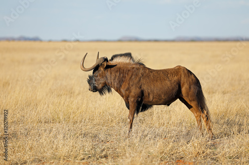 Fototapeta Naklejka Na Ścianę i Meble -  A black wildebeest (Connochaetes gnou) in open grassland, Mokala National Park, South Africa.
