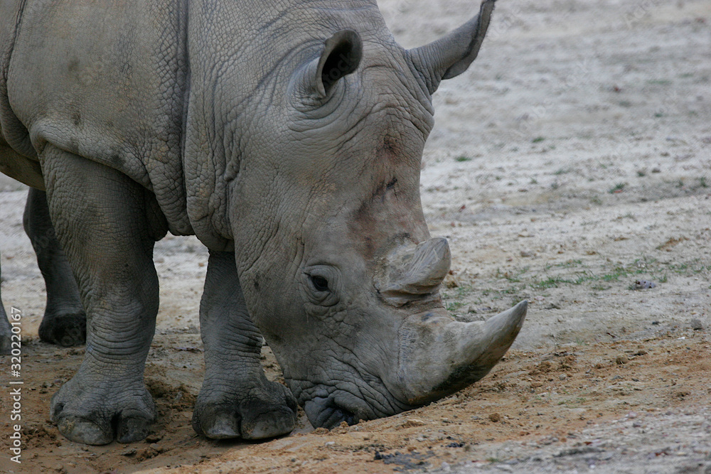 Obraz premium Black Rhinoceros portrait