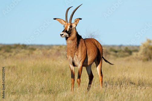Fototapeta Naklejka Na Ścianę i Meble -  A rare roan antelope (Hippotragus equinus) in natural habitat, South Africa.