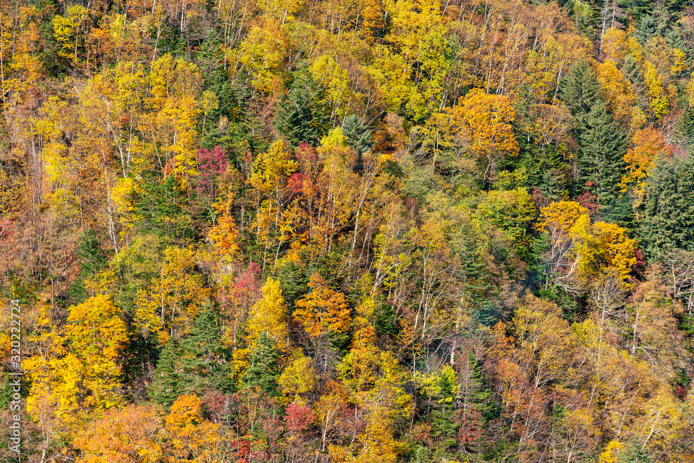 Beautiful multiple colours jungle tree during falling season, natural landscape background Beautiful multiple colours jungle tree during falling season, natural landscape background