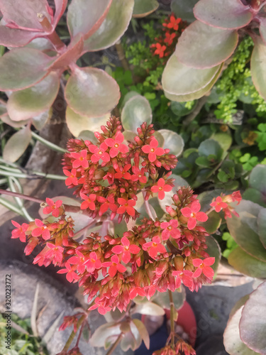 flowers in the garden