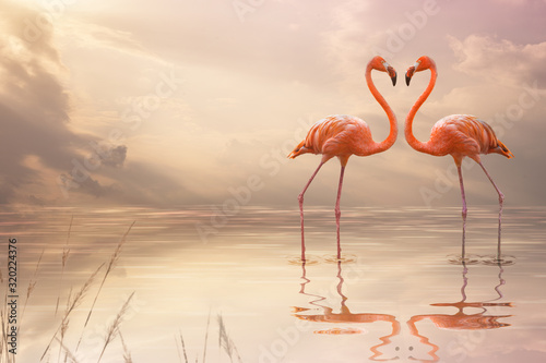 A pair of pink flamingos making a heart shape in reflection pond. Love concept  photo