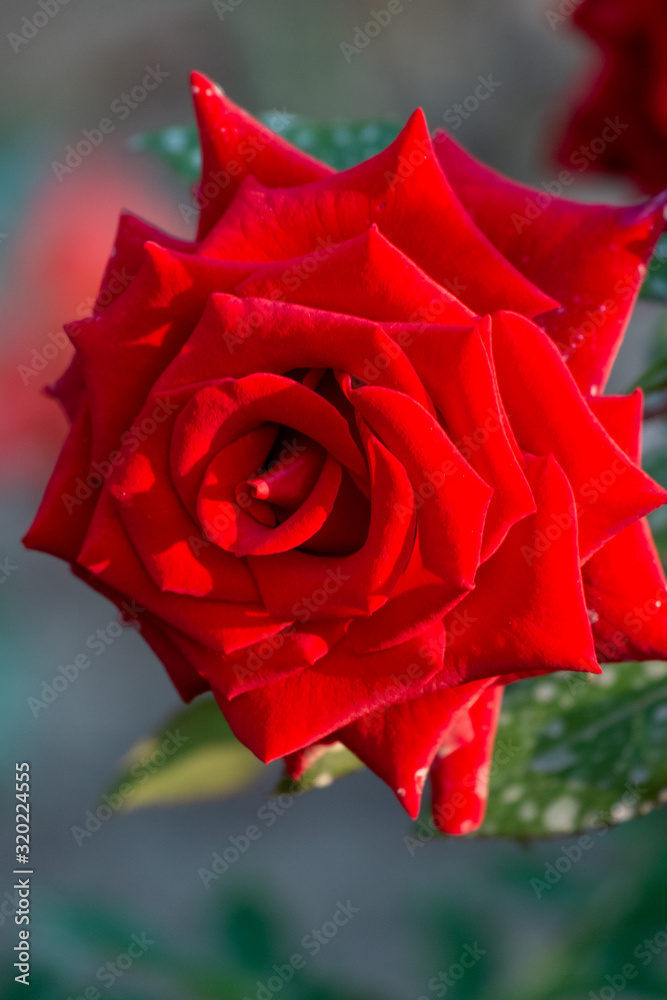 Red Rose, very nicely blossomed in the garden. It's a symbol of love. Red Rose, very nicely blossomed in the garden. It's a symbol of love.
