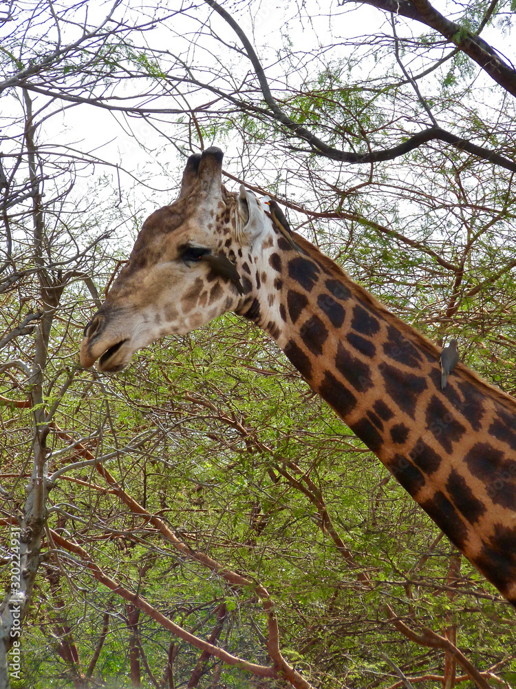 Obraz premium Foret Réserve de Bandia National Park in Dakar in Senegal - DKR