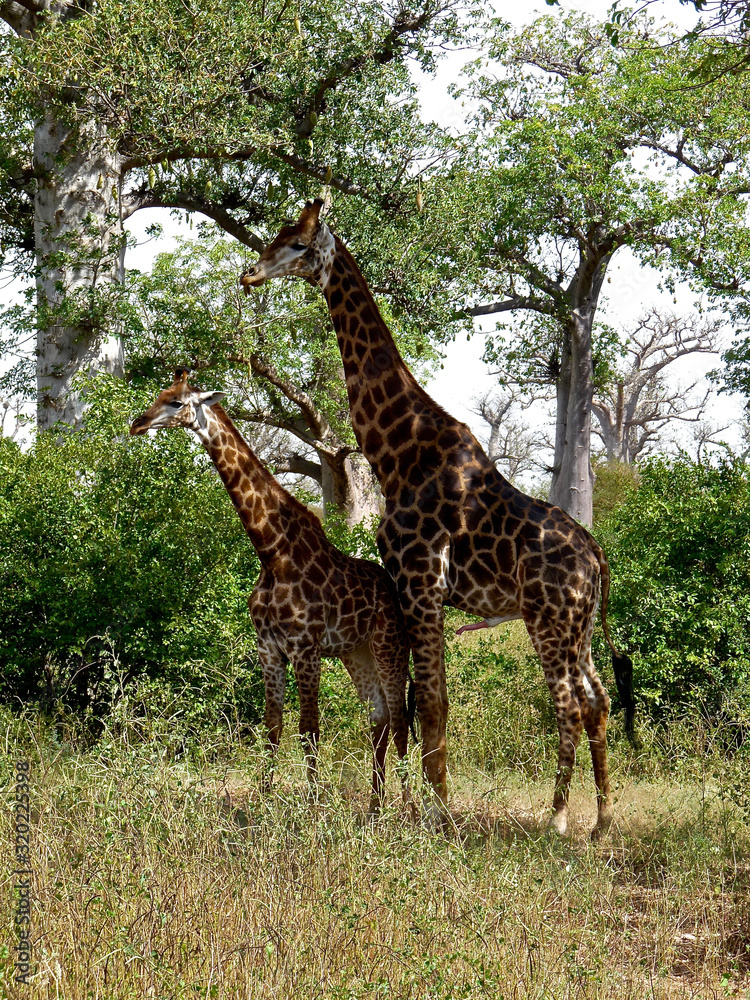 Obraz premium Foret Réserve de Bandia National Park in Dakar in Senegal - DKR