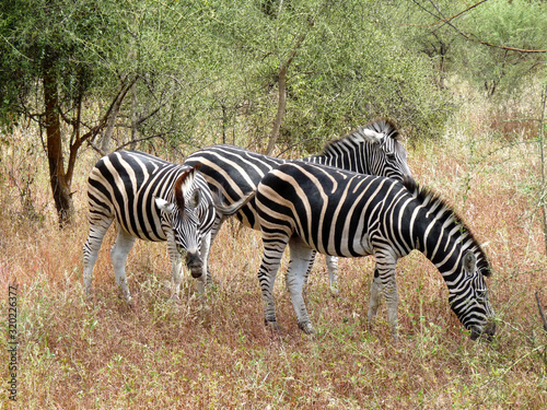 Foret Réserve de Bandia National Park in Dakar in Senegal - DKR