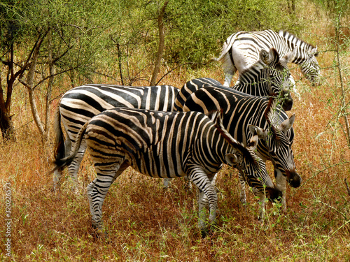 Foret R  serve de Bandia National Park in Dakar in Senegal - DKR