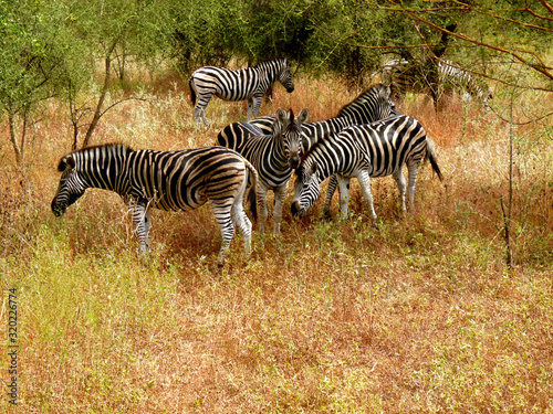 Foret R  serve de Bandia National Park in Dakar in Senegal - DKR