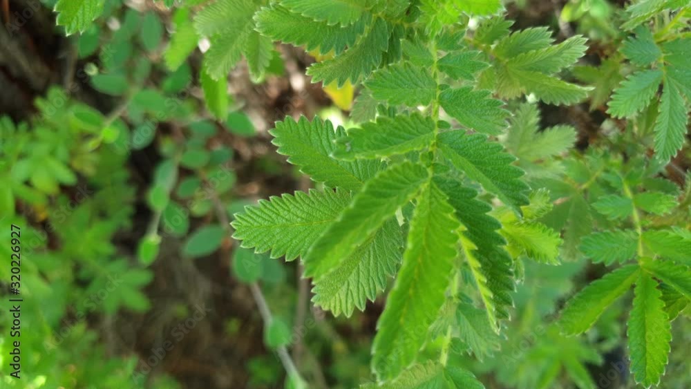 Serrated green leaves of a small growing african thorn tree in shade, close up semi macro footage tilting upward slowly. Serrated green leaves of a small growing african thorn tree in shade, close up semi macro footage tilting upward slowly.