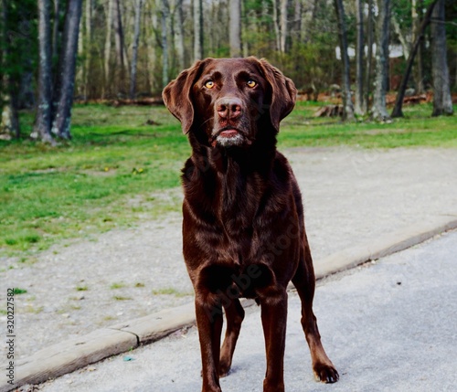 focused dog