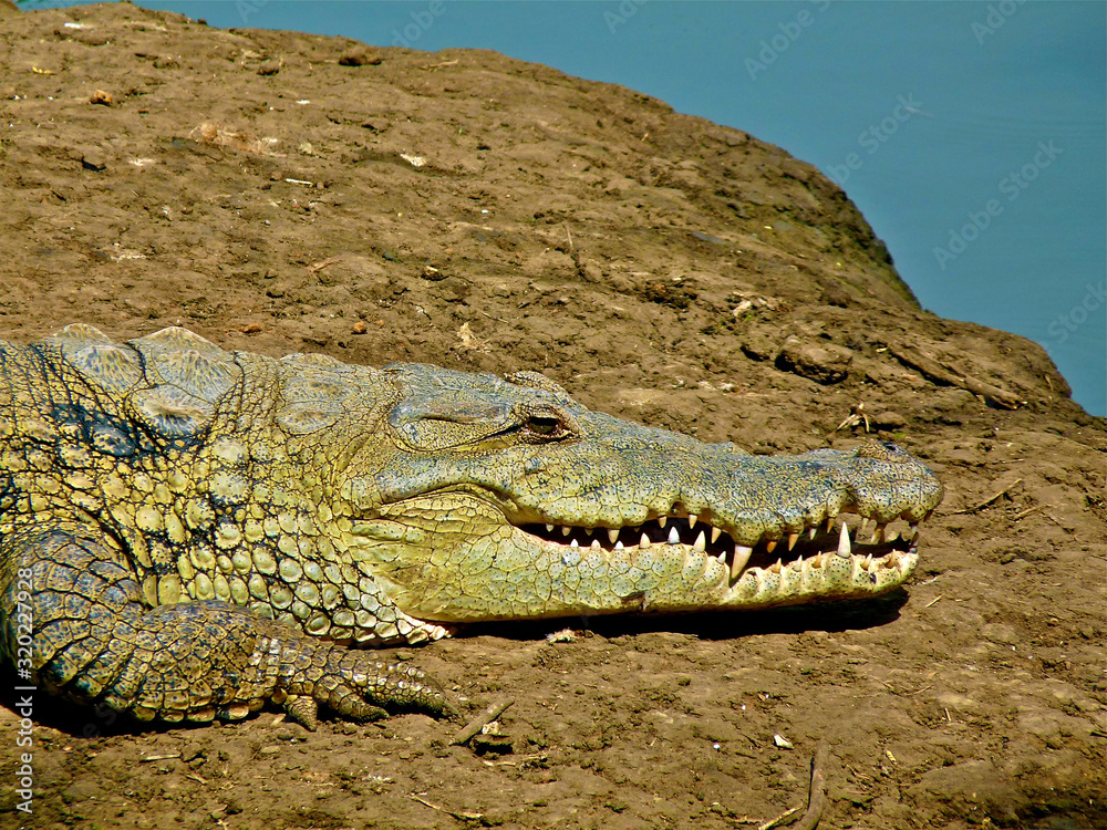 Obraz premium Foret Réserve de Bandia National Park in Dakar in Senegal - DKR