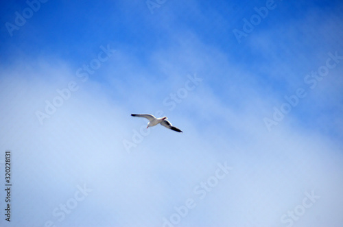 seagull flying in the sky