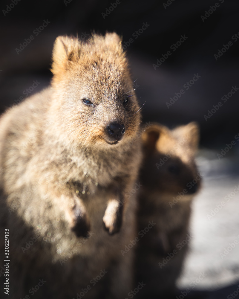 Quokka family close-up