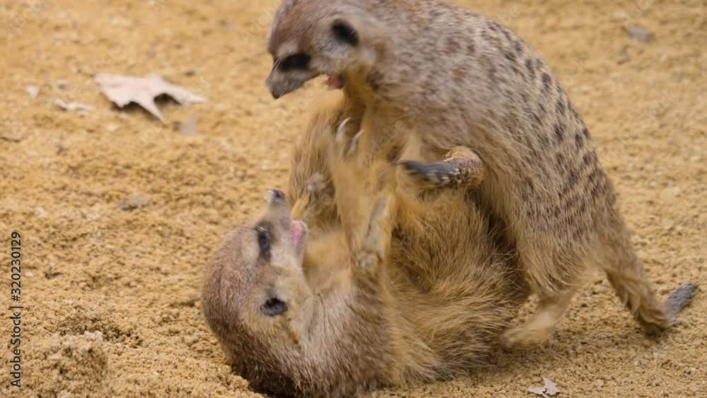 Close up of two meerkats fighting Close up of two meerkats fighting