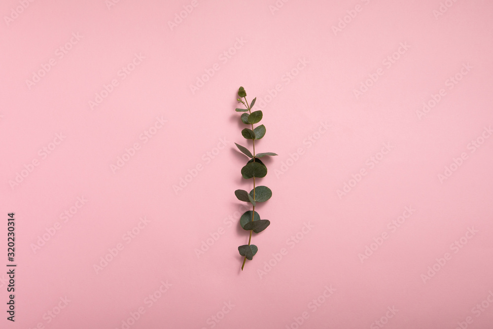 Eucalyptus leaves on pink background. Flat lay, top view. Beauty care. Eucalyptus leaves on pink background. Flat lay, top view. Beauty care.