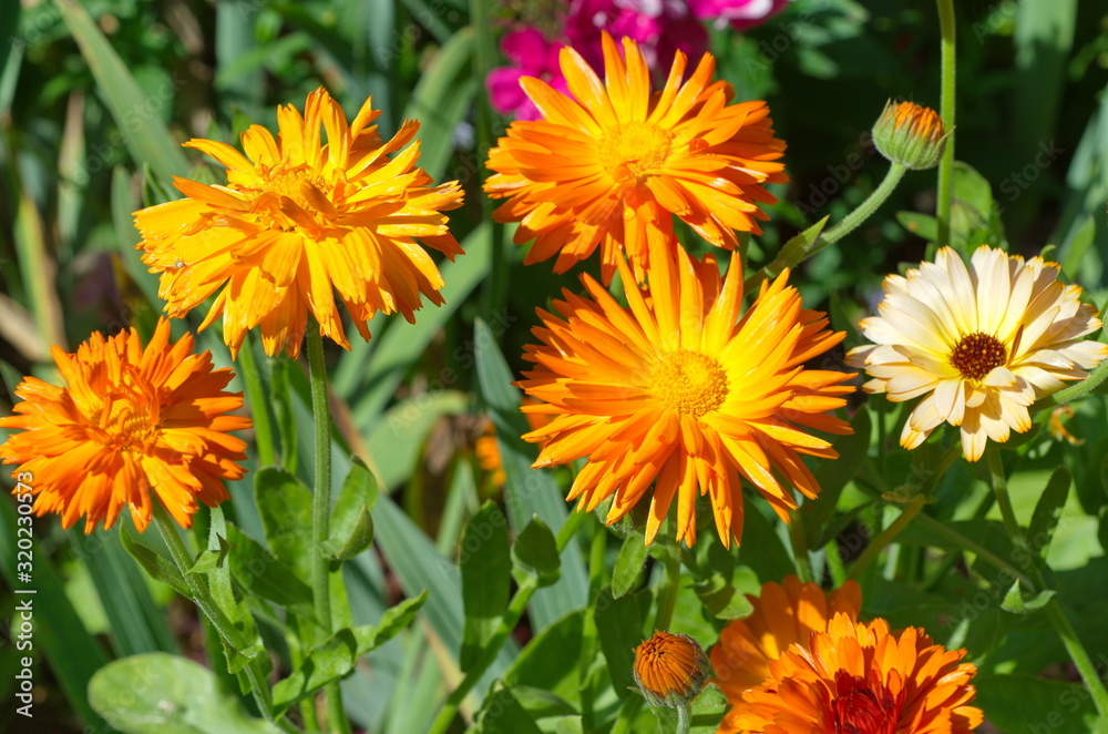 Bright flowers of calendula (lat. Calendula officinalis) bloom in the summer garden Bright flowers of calendula (lat. Calendula officinalis) bloom in the summer garden