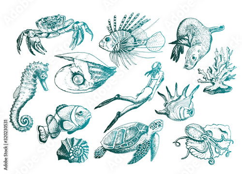 Ocean Life and Marine Creatures with Loggerhead Turtle and Shell Vector Set