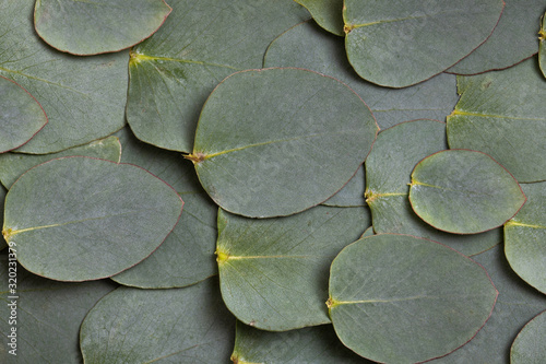 Trendy background closeup of green eucalyptus leaves. Green summer nature. Ma...
