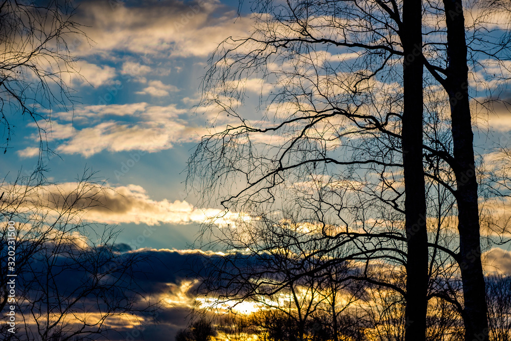 Sunset on blue sky behind tree branches Sunset on blue sky behind tree branches