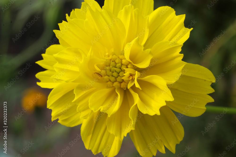 yellow color dalia flower closeup yellow color dalia flower closeup