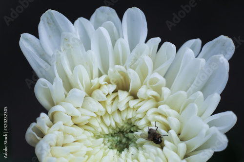 white color dalia flower closeup