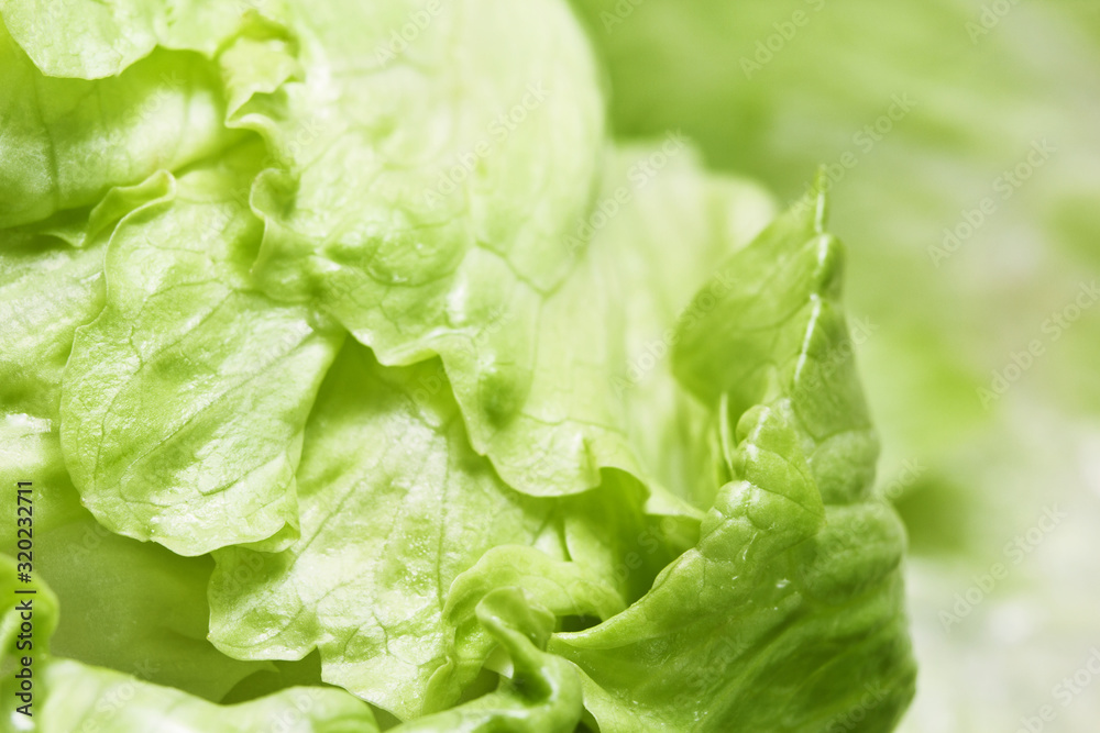 Green salad leaves closeup. Fresh iceberg lettuce head. Selective focus Green salad leaves closeup. Fresh iceberg lettuce head. Selective focus