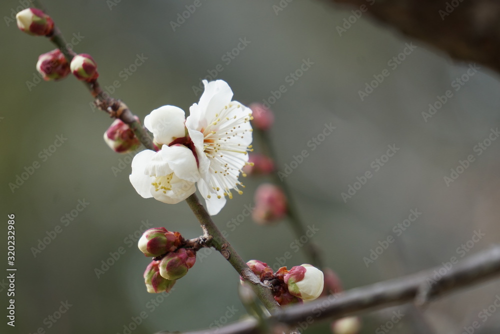 梅の花