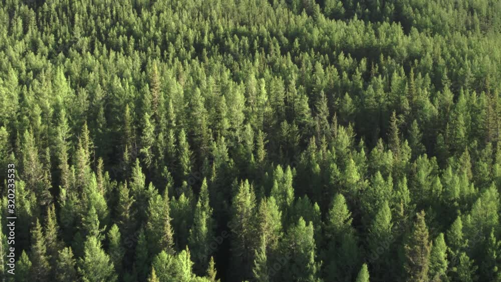 4K aerial photography of a flight over a beautiful green forest in the countryside over the tops of trees