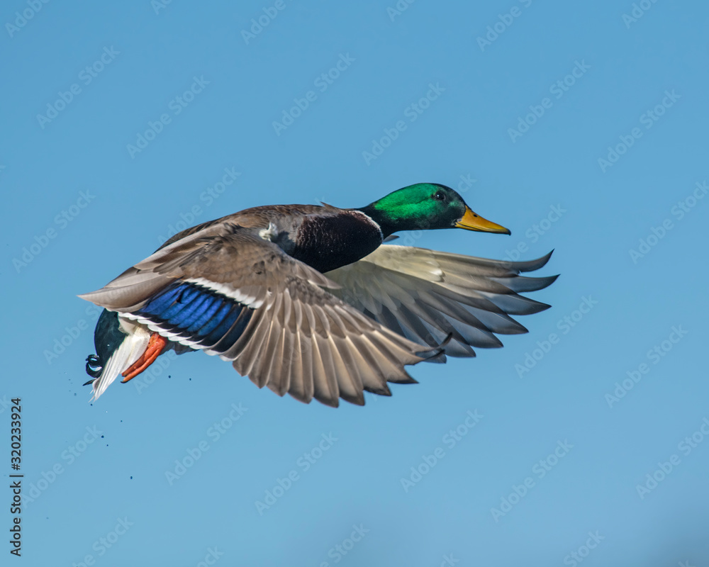 Mallard in flight Mallard in flight